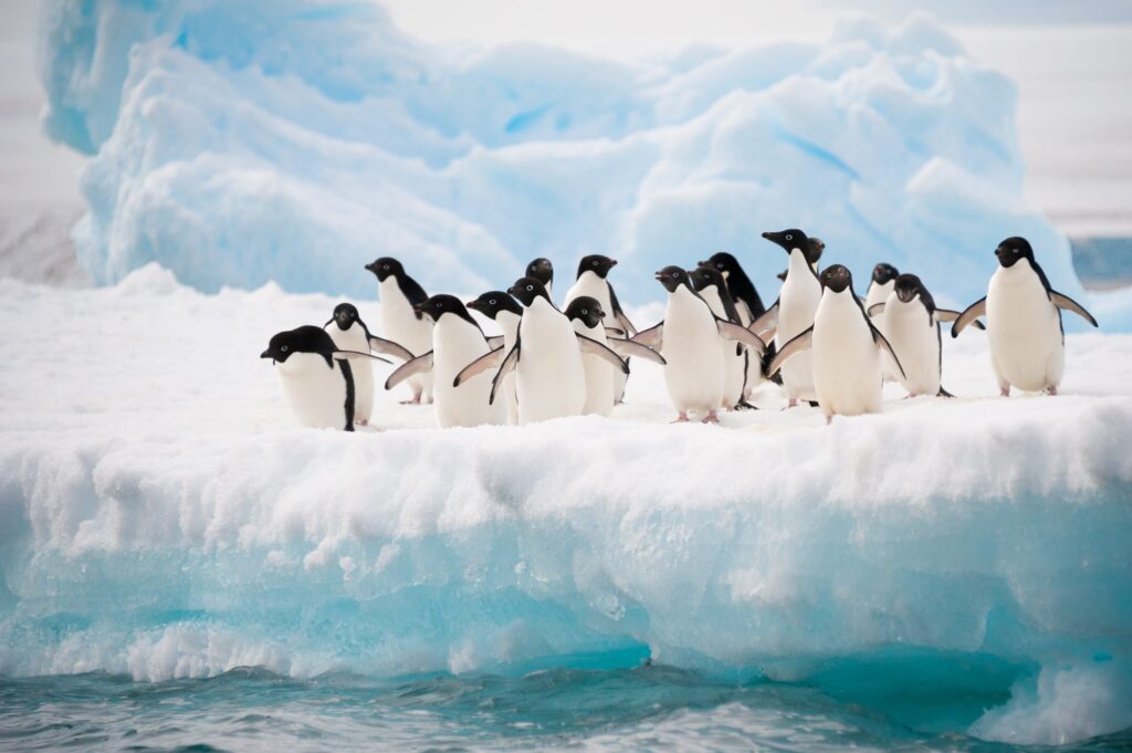 Bekijk de pinguïns in hun natuurlijke omgeving