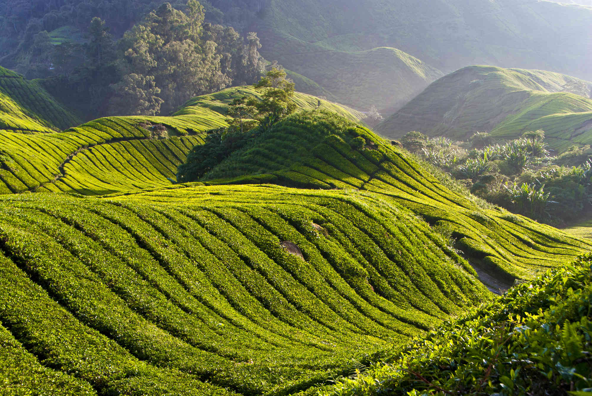 Visit tea plantations in Asia