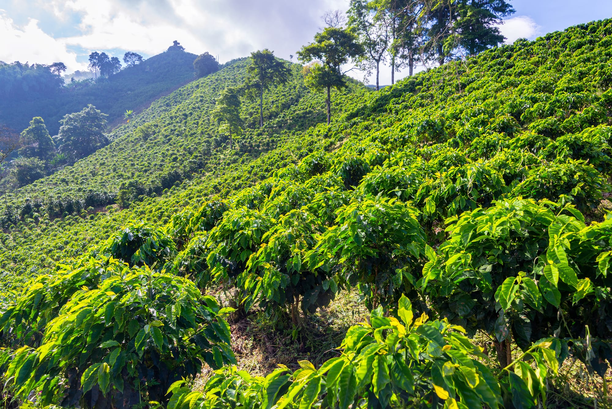 Visit_the_coffee_plantations