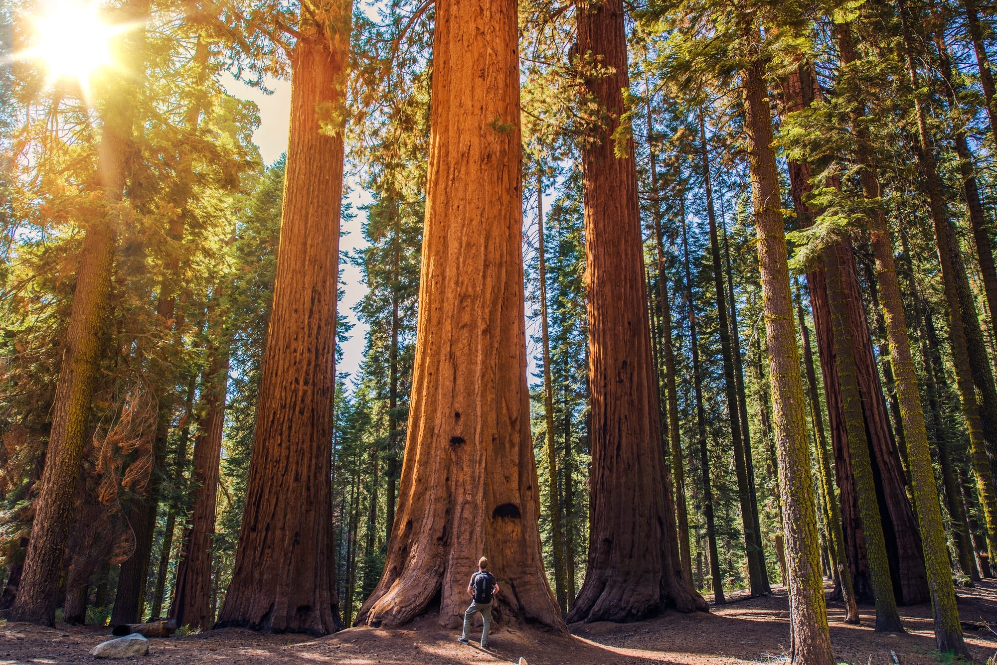 awe-inspiring-sequoia-forests.jpg