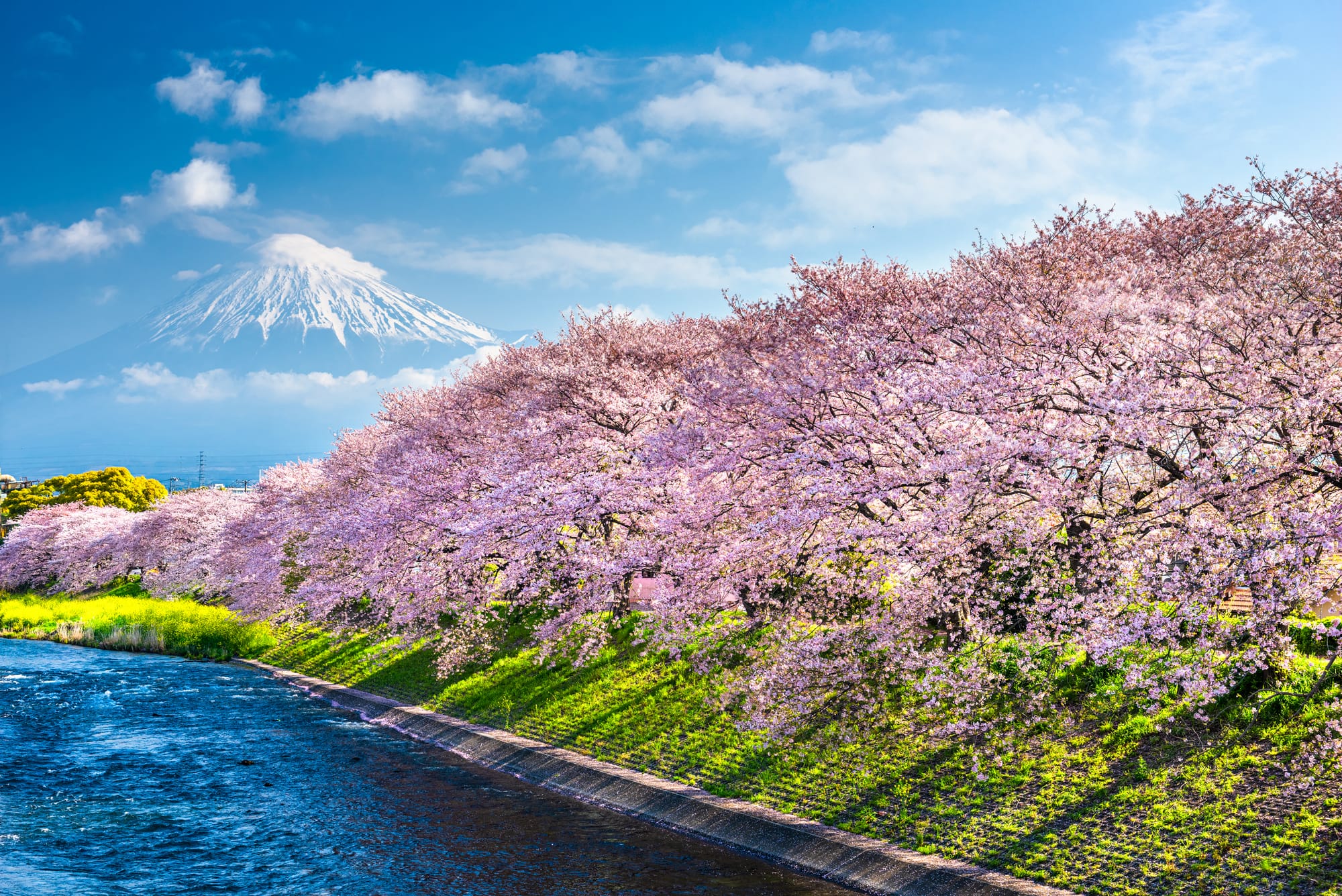 Flor de cerejeira no Japão