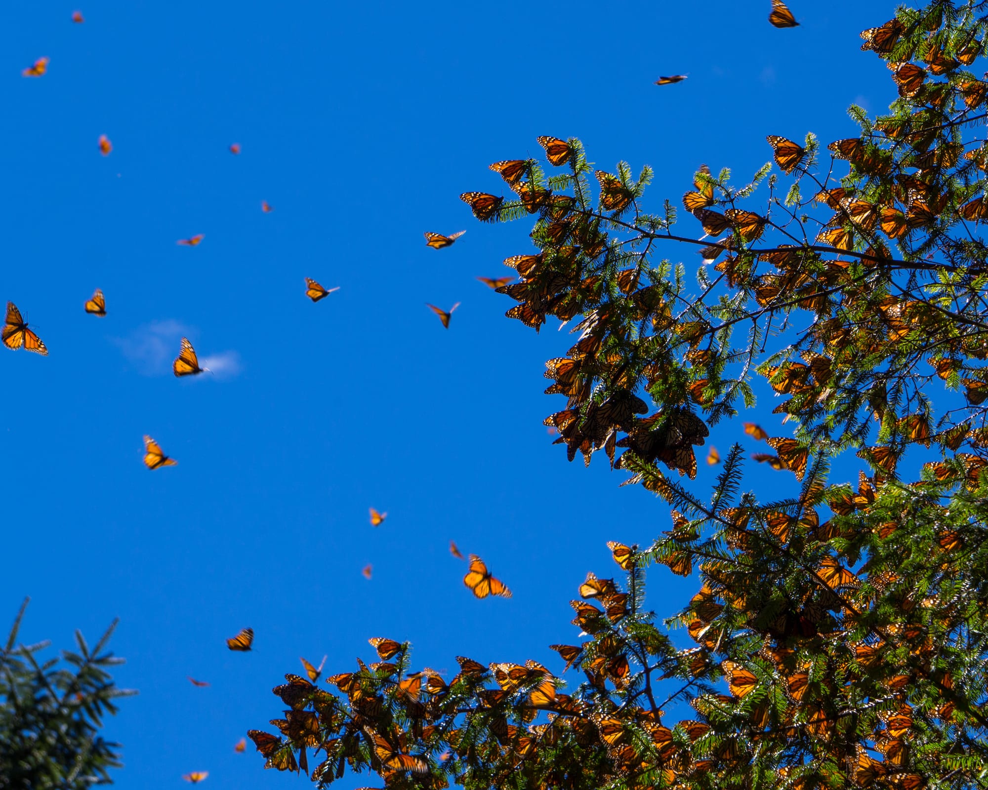 crossing-paths-with-migrating-butterflies