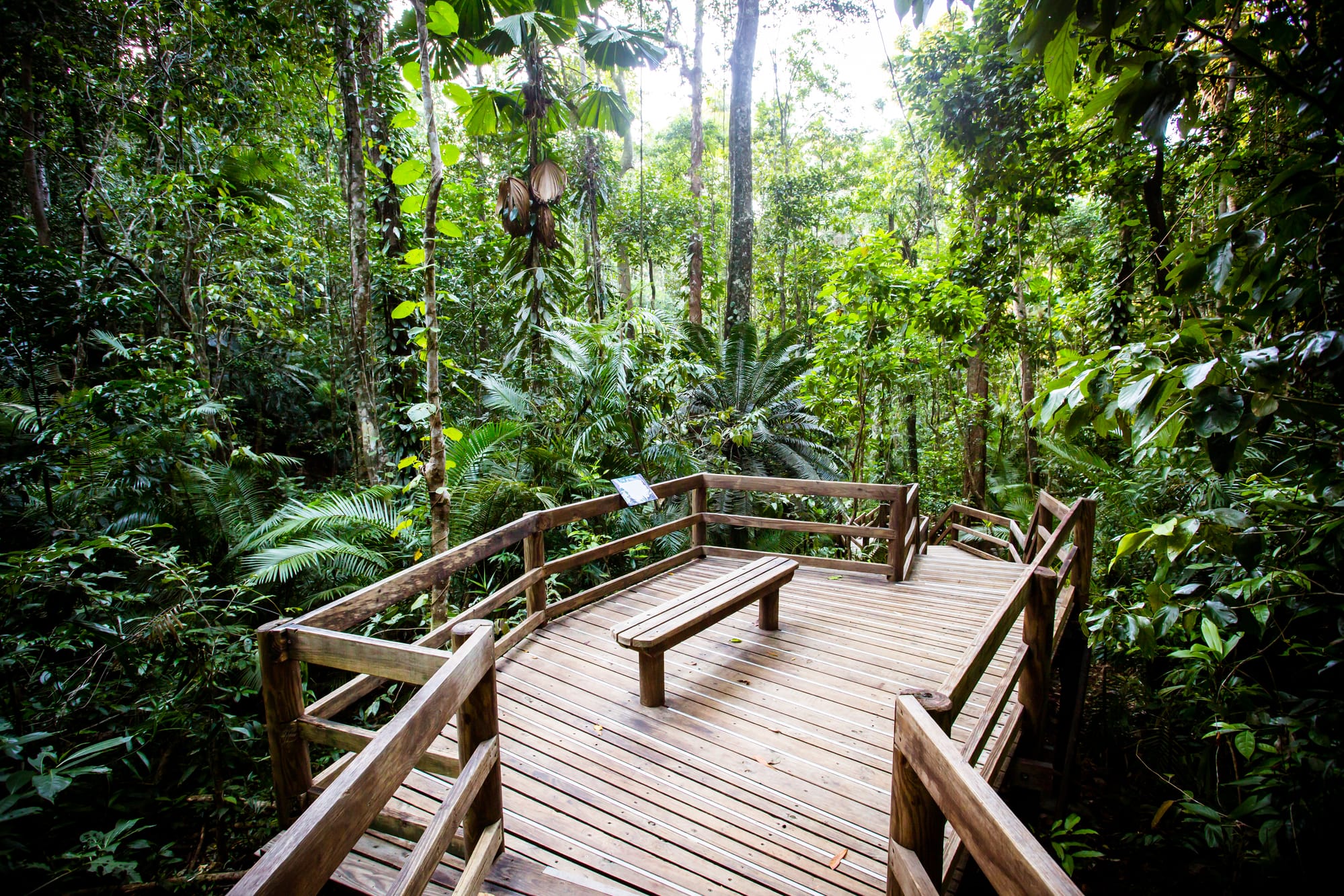 Floresta tropical de Daintree