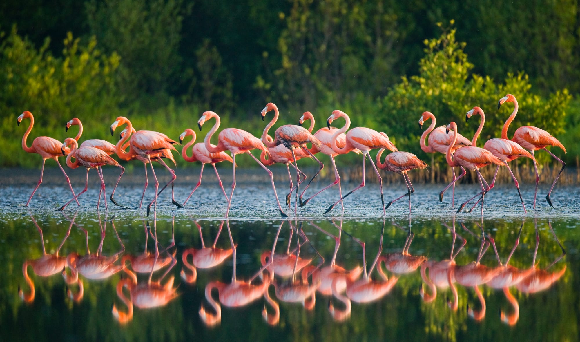 flamingo-habitats-unveiled.jpg