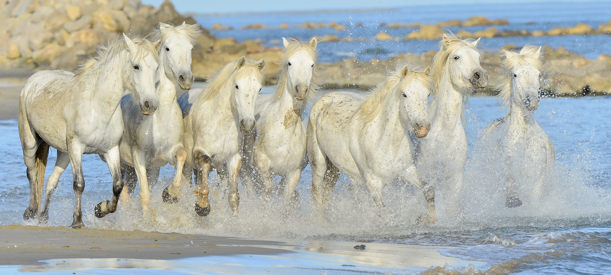 horses-of-camargue.jpg