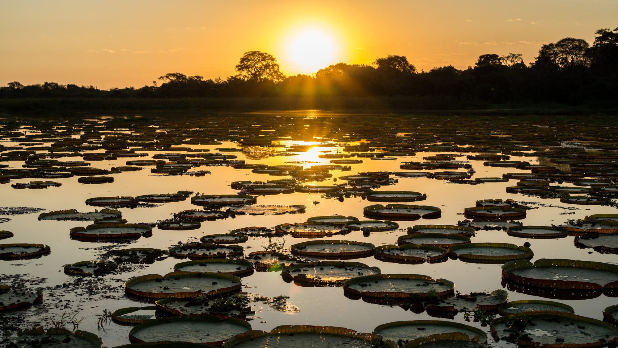 Sunset in pantanal wetlands with pond, ipe trees and victoria regia