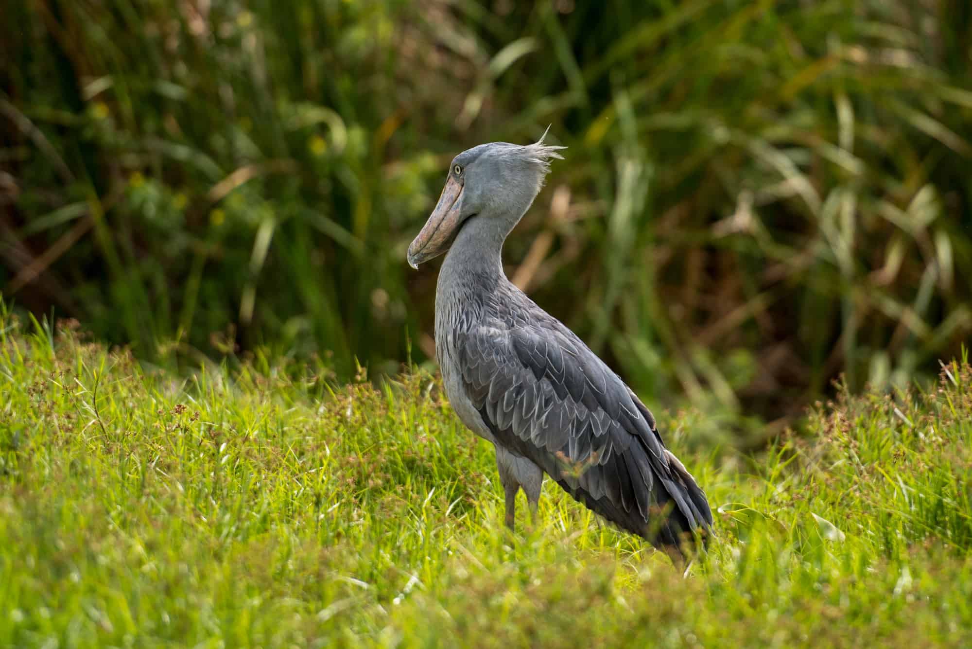 Bangweulu Wetlands