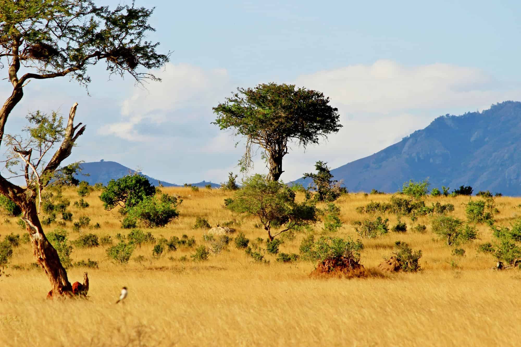 East African Savannah