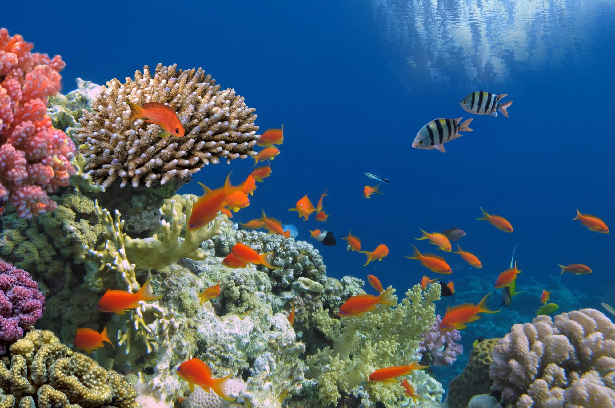 Marvels of the Red Sea