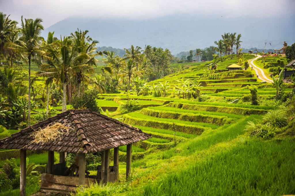 Rice terraces revealed
