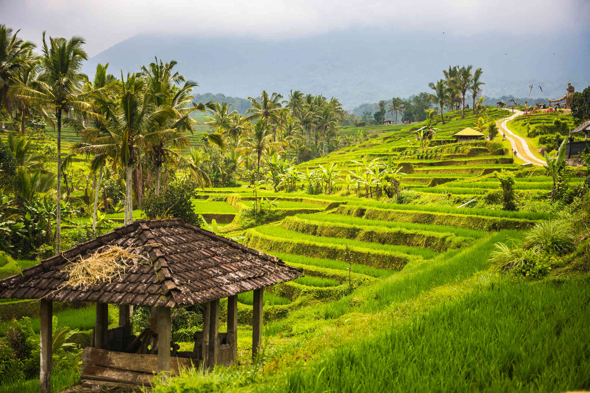 Rice terraces revealed